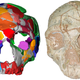 The Apidima 2 skull fragment (right) and its reconstruction (left). This specimen was identified as Neanderthal.
